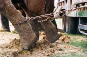 El Salvador dio un paso en el continente para acabar con el cautiverio de animales en los circos.