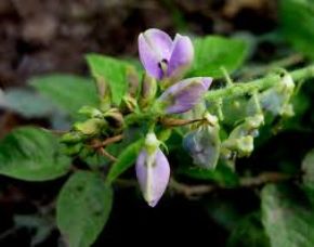 La manayupa es una planta oriunda del Perú. Foto: Internet.