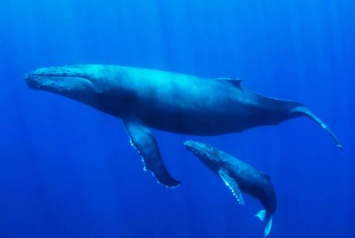 El mar del norte alberga a 12 de las 30 especies de cetáceos que hay en el Perú.