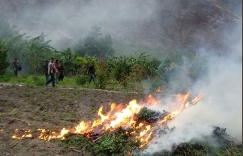 PNP destruye plantones de marihuna en Ayacucho
