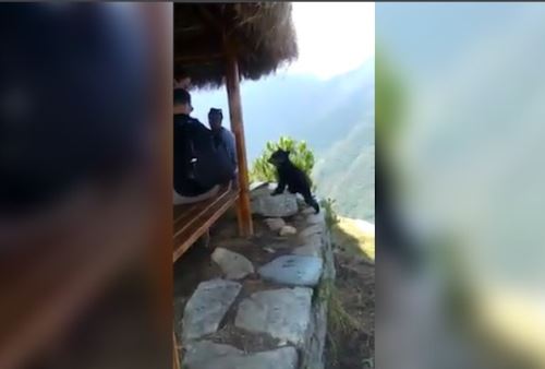 Osezno se acercó a los turistas que visitaban Machu Picchu.