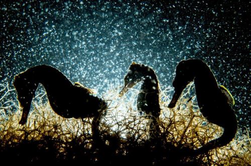 Fotografía titulada 'Seahorse Density' de Shane Gross
