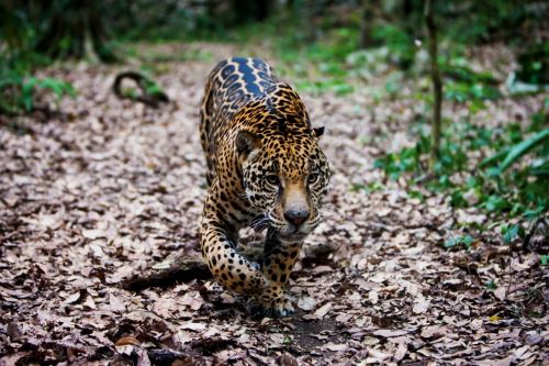 Jaguar en la Laguna Om en el estado de Quintana Roo, México