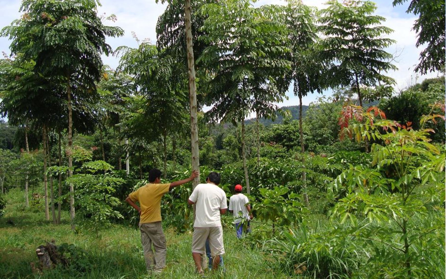 Image Result For Peru Reforestacion