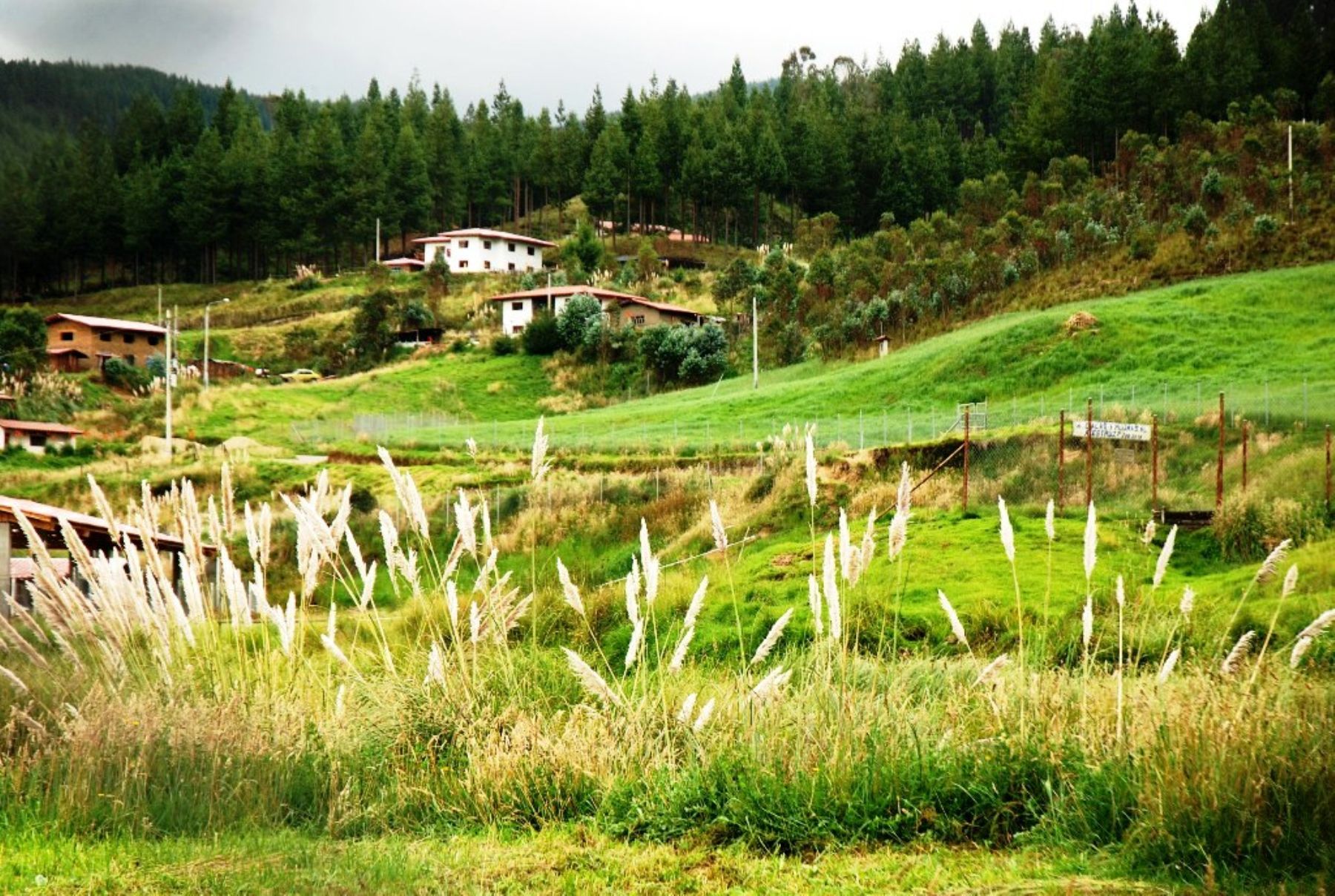 Image result for bosques de cedros en cajamarca porcon