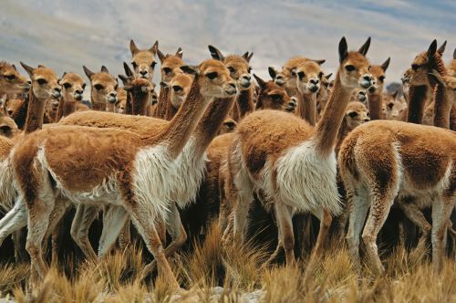 El chaccu de vicuñas en Picotani es una costumbre ancestral.