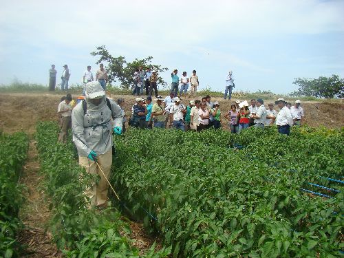 Lambayeque lidera la producción de capsicum en sus diversas variedades.