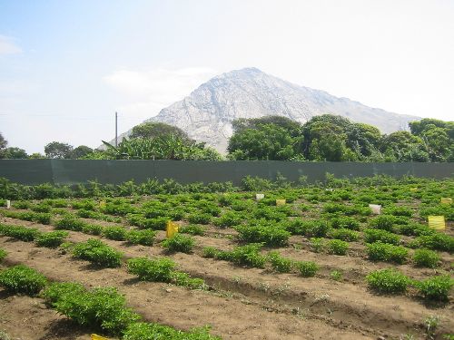 La diversidad de climas que existe en el Perú favorece la producción de capsicum.
